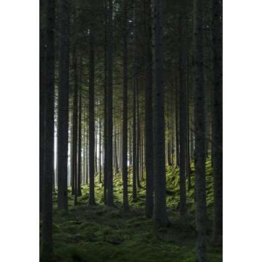Poster - Woods - 21x30 - Posters, Väggdekor